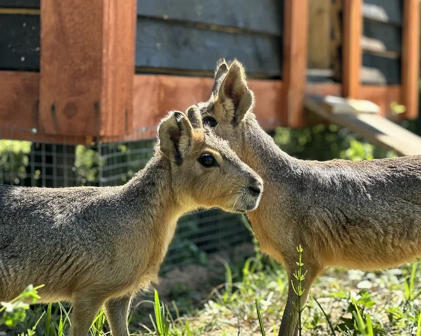 Фото Эко-ферма Тишь да Крышь - Зоопарки / Фермы / Океонариумы в Москве | Досугатор